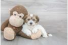 Meet Lindsey - our Teddy Bear Puppy Photo 1/3 - Premier Pups
