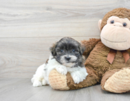 6 week old Teddy Bear Puppy For Sale - Premier Pups