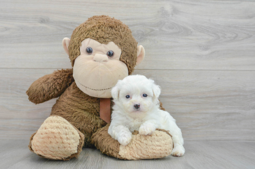 5 week old Teddy Bear Puppy For Sale - Premier Pups