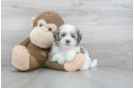 Meet Love Bug - our Teddy Bear Puppy Photo 2/3 - Premier Pups