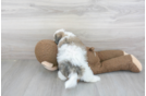 Meet Love Bug - our Teddy Bear Puppy Photo 3/3 - Premier Pups