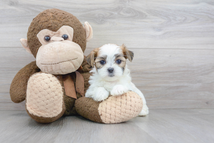 Meet Love Bug - our Teddy Bear Puppy Photo 1/3 - Premier Pups