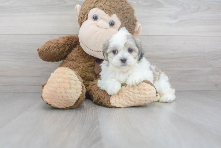 Meet Love Bug - our Teddy Bear Puppy Photo 1/2 - Premier Pups