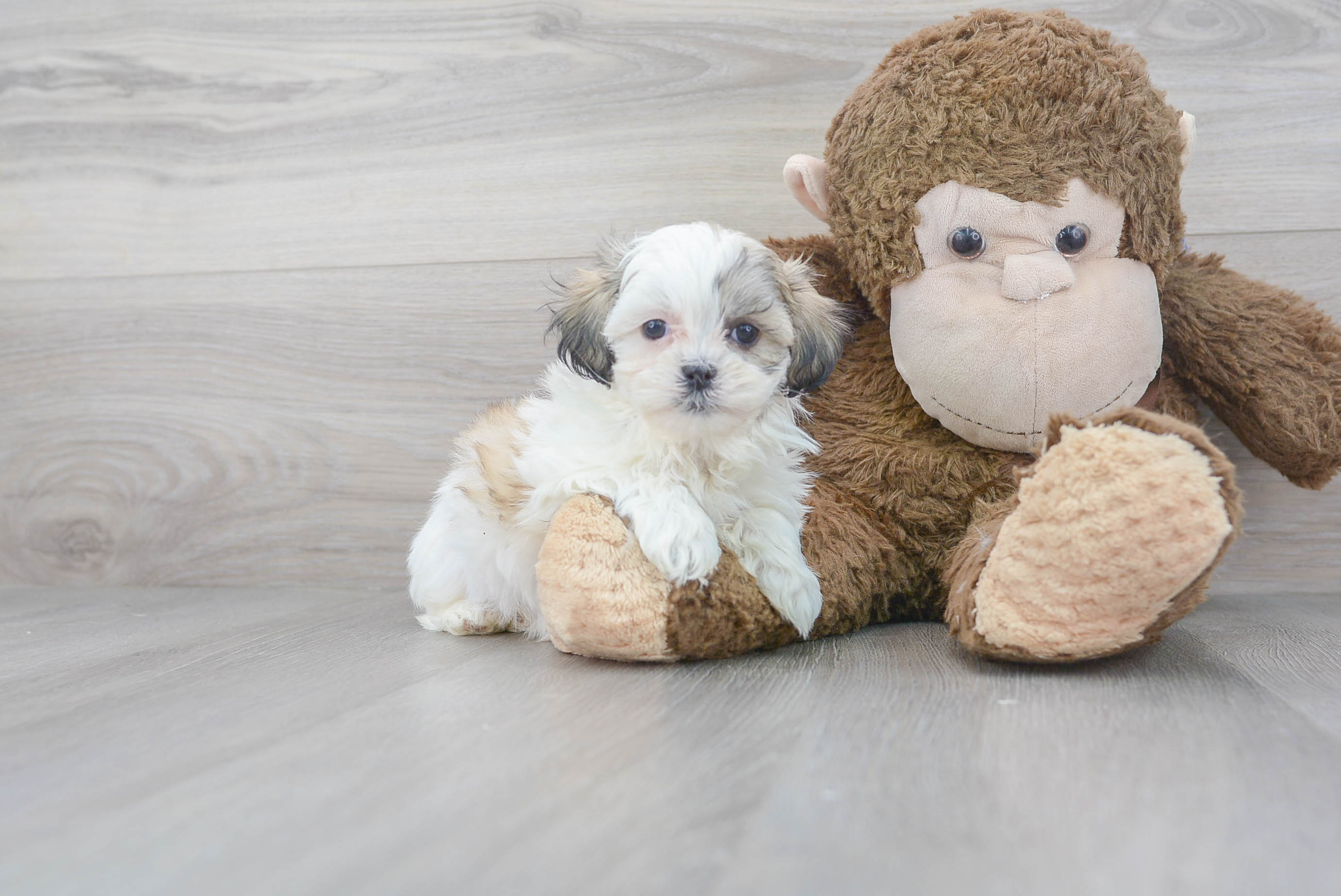 teddy bear puppies for adoption