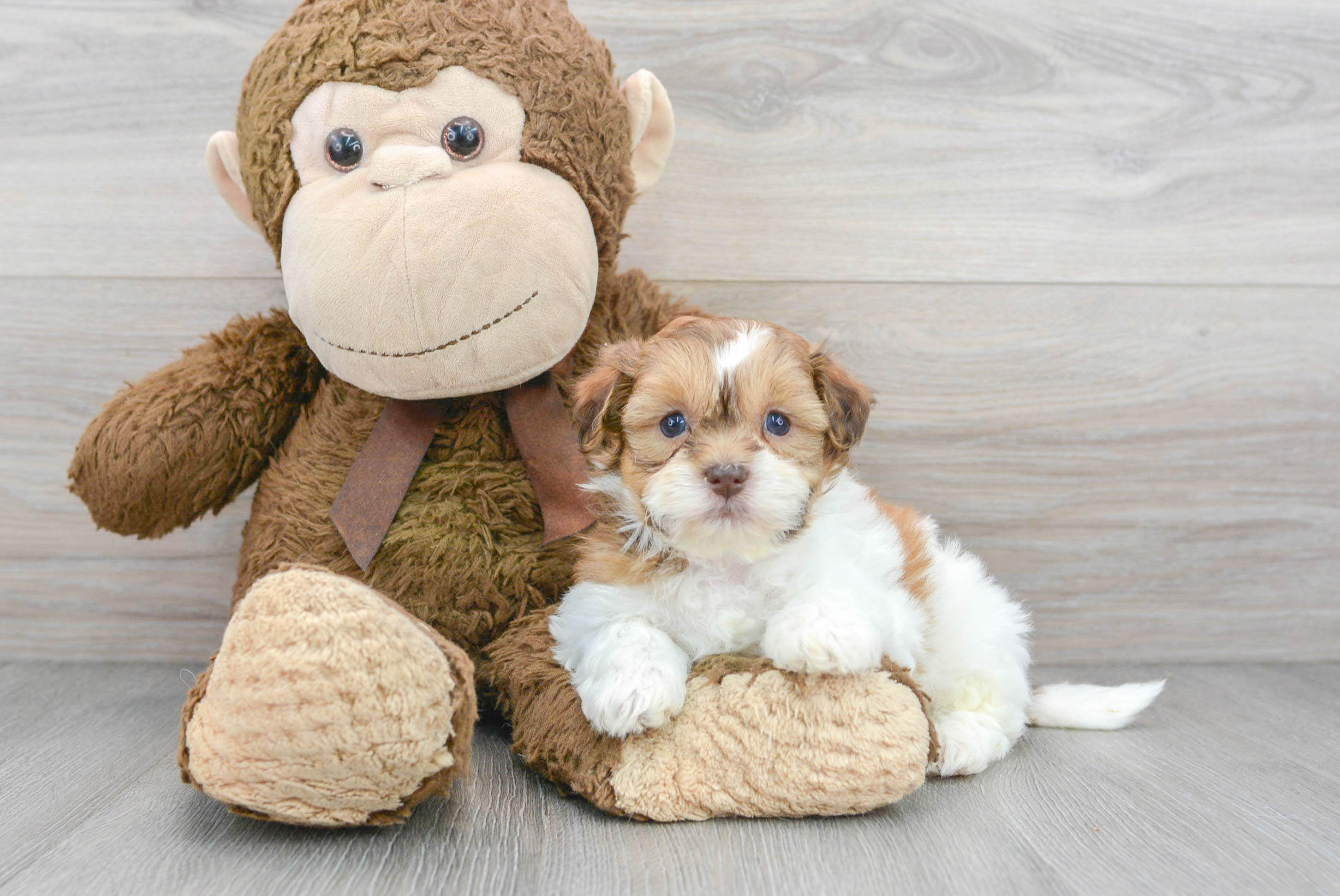 teddy bear puppies for sale midwest