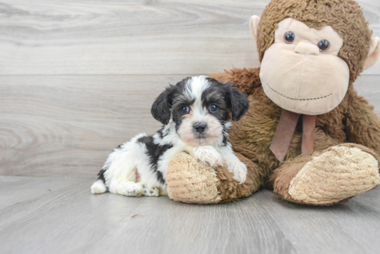 Happy Teddy Bear Baby