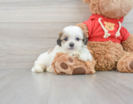 8 week old Teddy Bear Puppy For Sale - Premier Pups