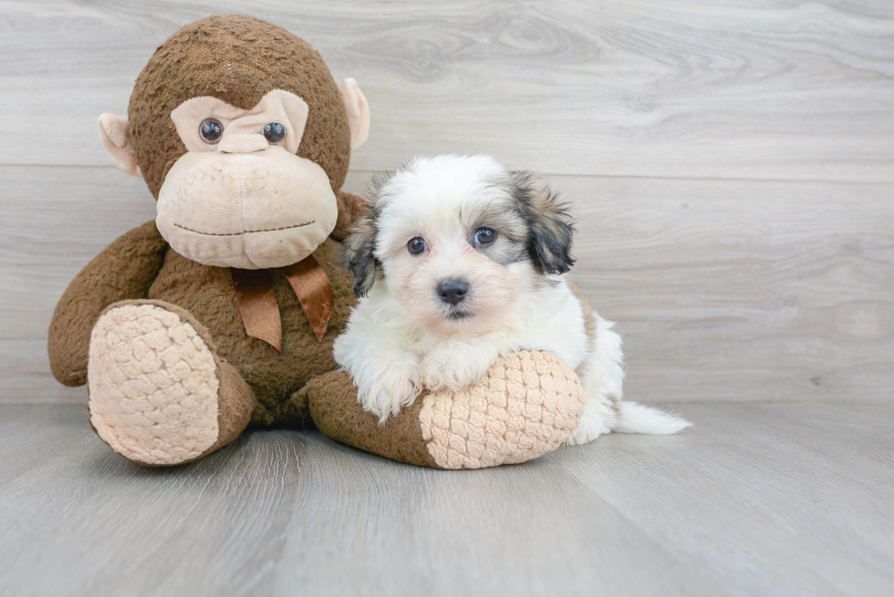Meet Marty - our Teddy Bear Puppy Photo 1/3 - Premier Pups