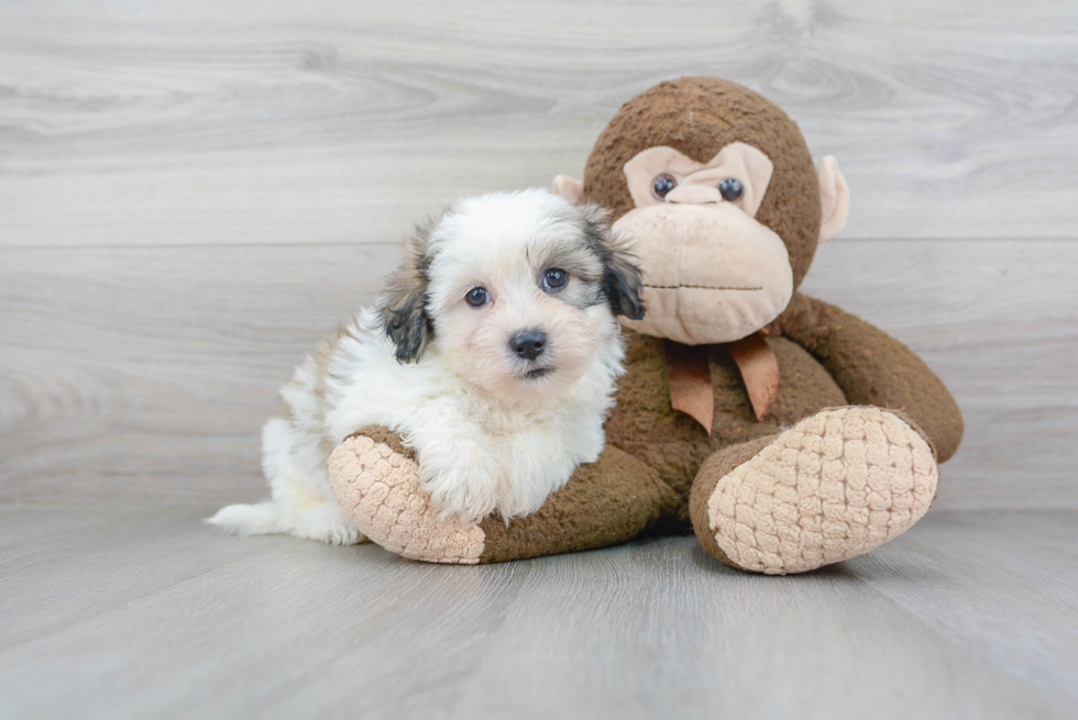 Meet Marty - our Teddy Bear Puppy Photo 2/3 - Premier Pups