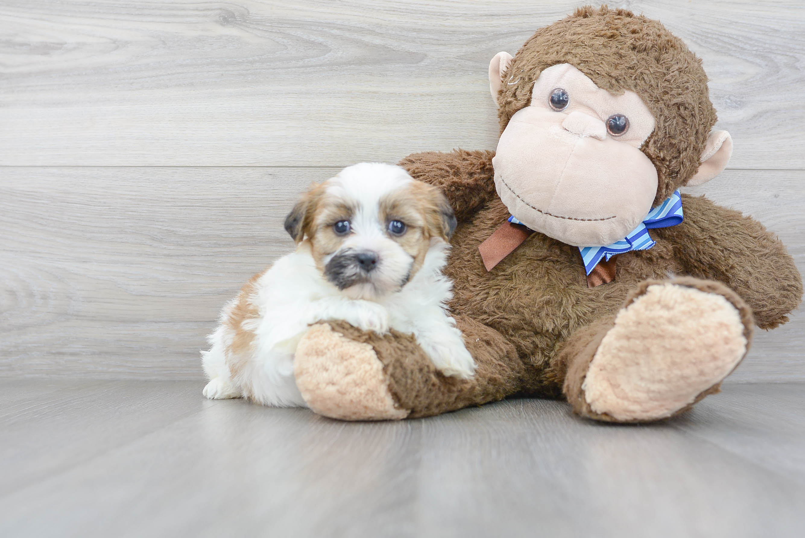 teddy bear puppy for sale