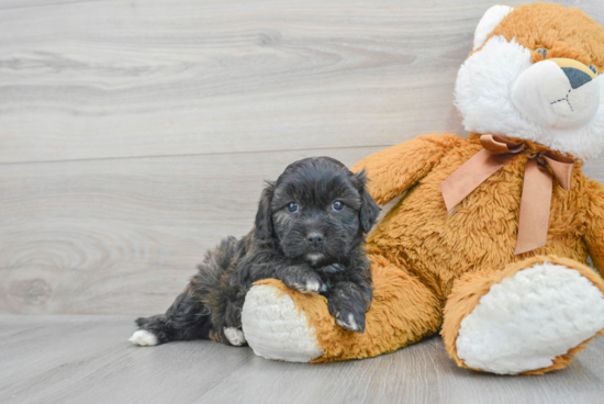 Teddy Bear Puppy for Adoption