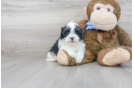 Meet Milo - our Teddy Bear Puppy Photo 2/3 - Premier Pups