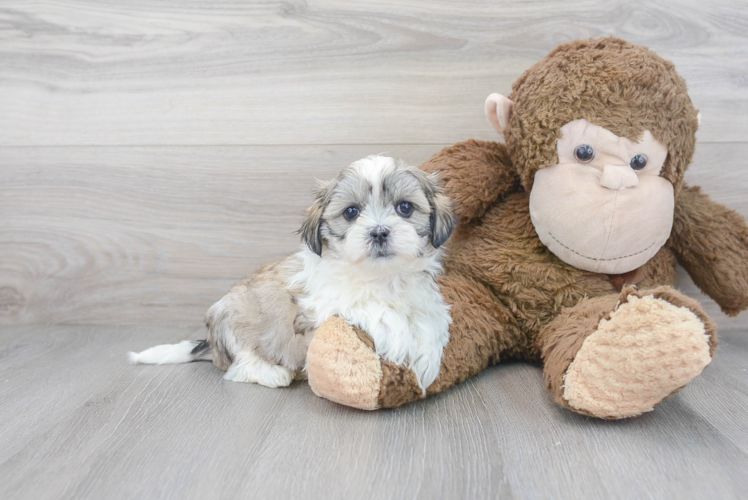 Meet Milo - our Teddy Bear Puppy Photo 1/3 - Premier Pups