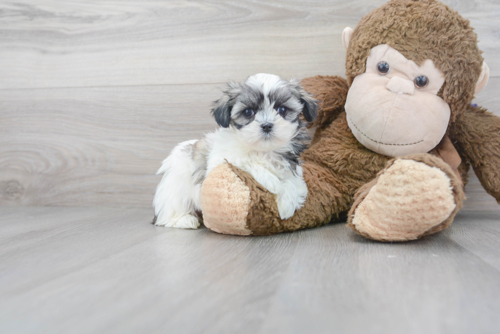 Meet Monica - our Teddy Bear Puppy Photo 2/3 - Premier Pups