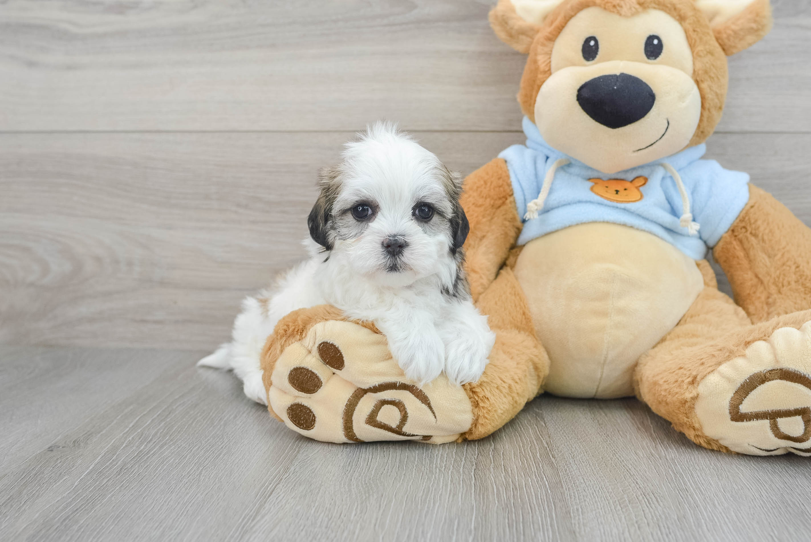 Premier pups sale teddy bear