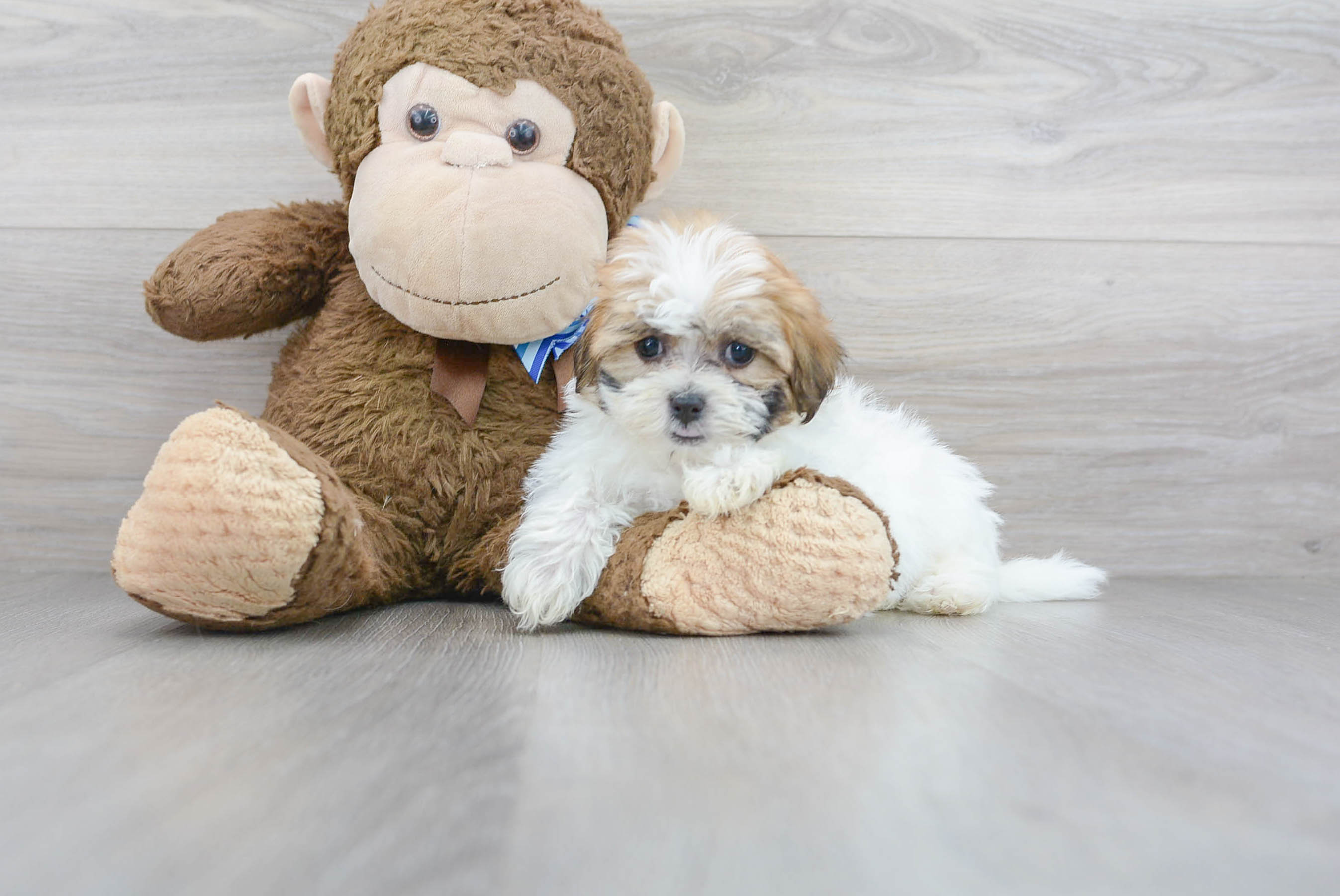 designer dog teddy bear
