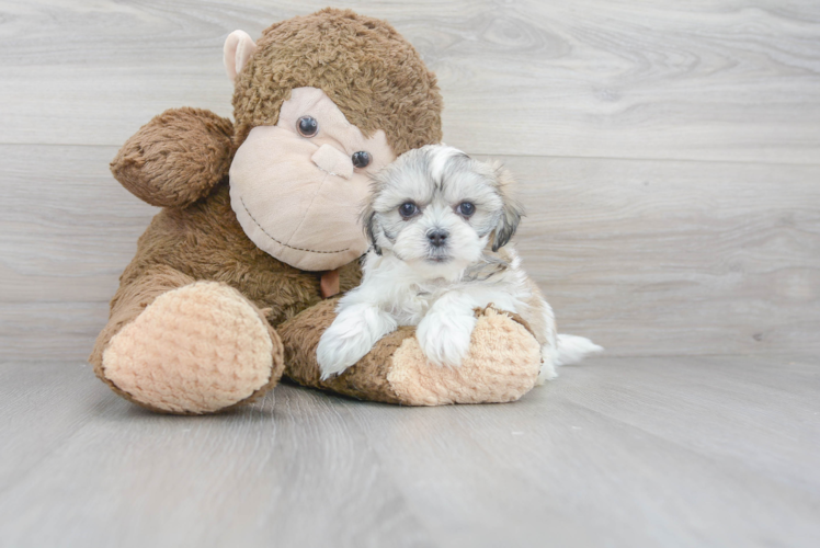 Meet Mya - our Teddy Bear Puppy Photo 1/3 - Premier Pups
