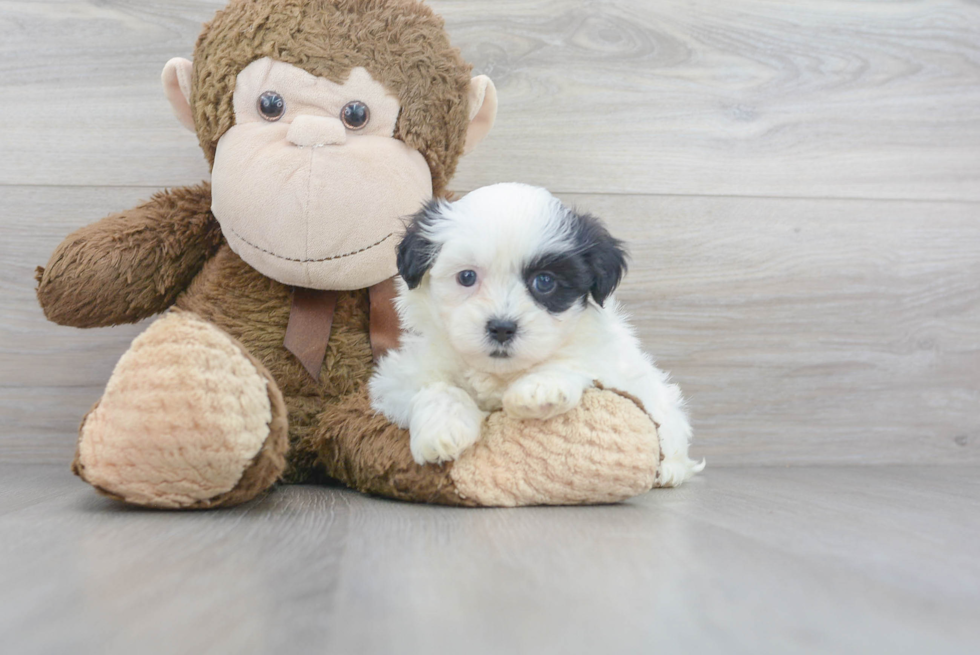 Meet Mya - our Teddy Bear Puppy Photo 2/3 - Premier Pups