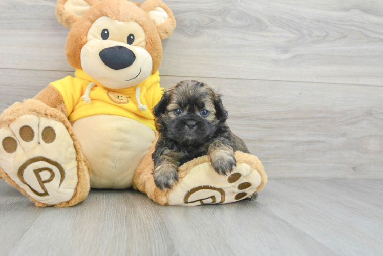 Energetic Shi Chon Designer Puppy