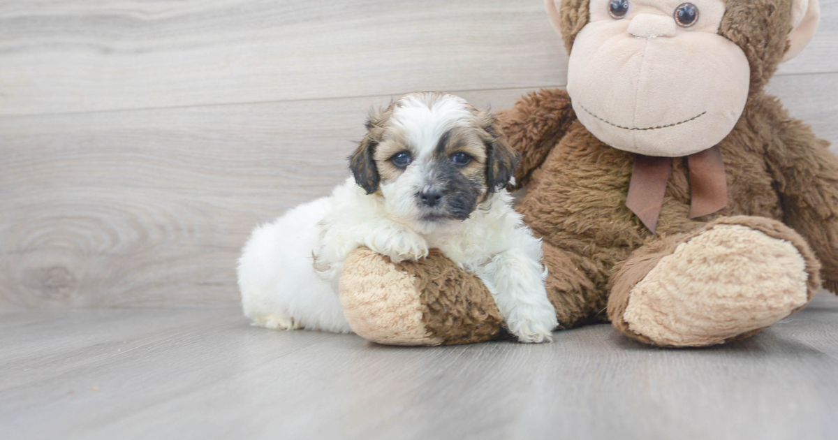 Happy Teddy Bear Neuman: 4lb 6oz Designer Puppy