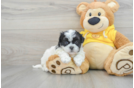 Friendly Teddy Bear Baby