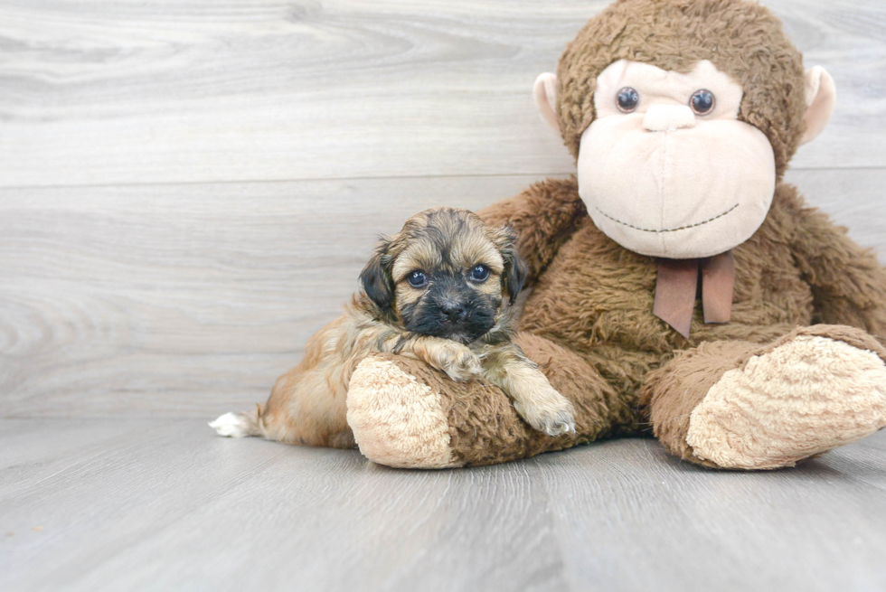 Meet Nyles - our Teddy Bear Puppy Photo 2/3 - Premier Pups