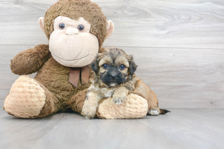 Meet Nyles - our Teddy Bear Puppy Photo 1/3 - Premier Pups