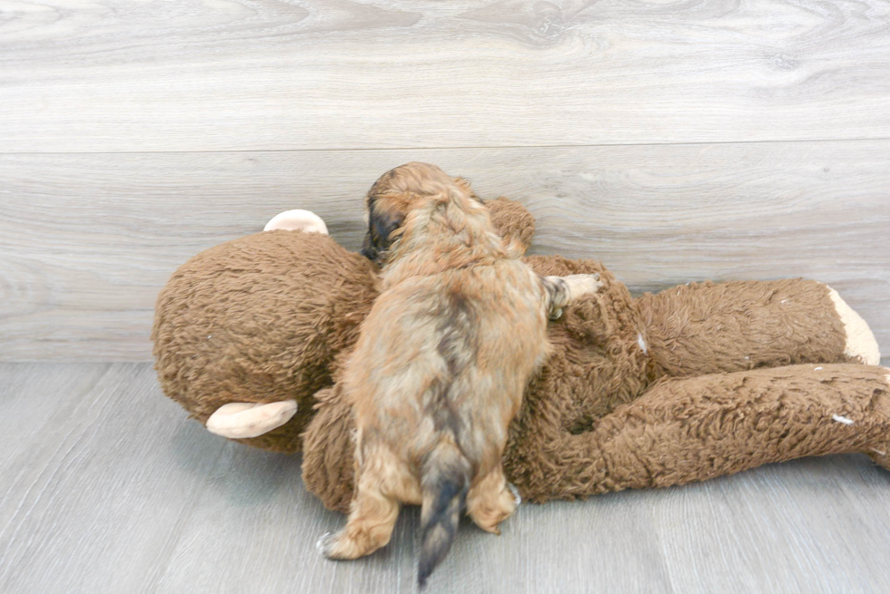 Meet Nyles - our Teddy Bear Puppy Photo 3/3 - Premier Pups