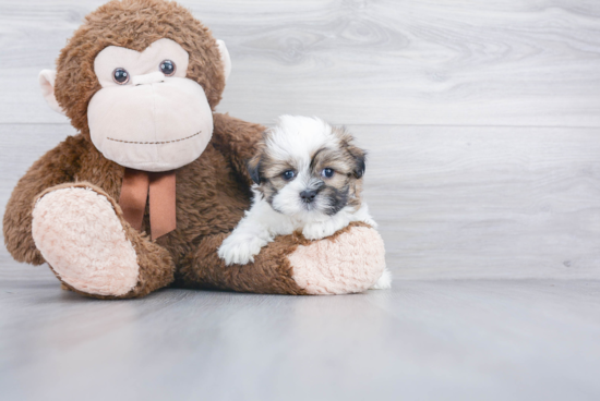 Teddy Bear Pup Being Cute