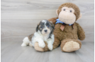 Meet Oberon - our Teddy Bear Puppy Photo 1/3 - Premier Pups