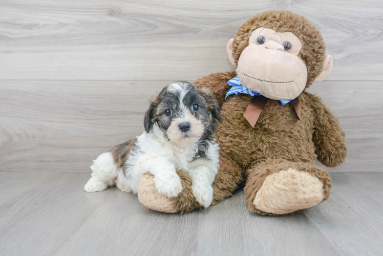 Meet Oberon - our Teddy Bear Puppy Photo 1/3 - Premier Pups