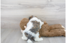 Meet Oberon - our Teddy Bear Puppy Photo 3/3 - Premier Pups