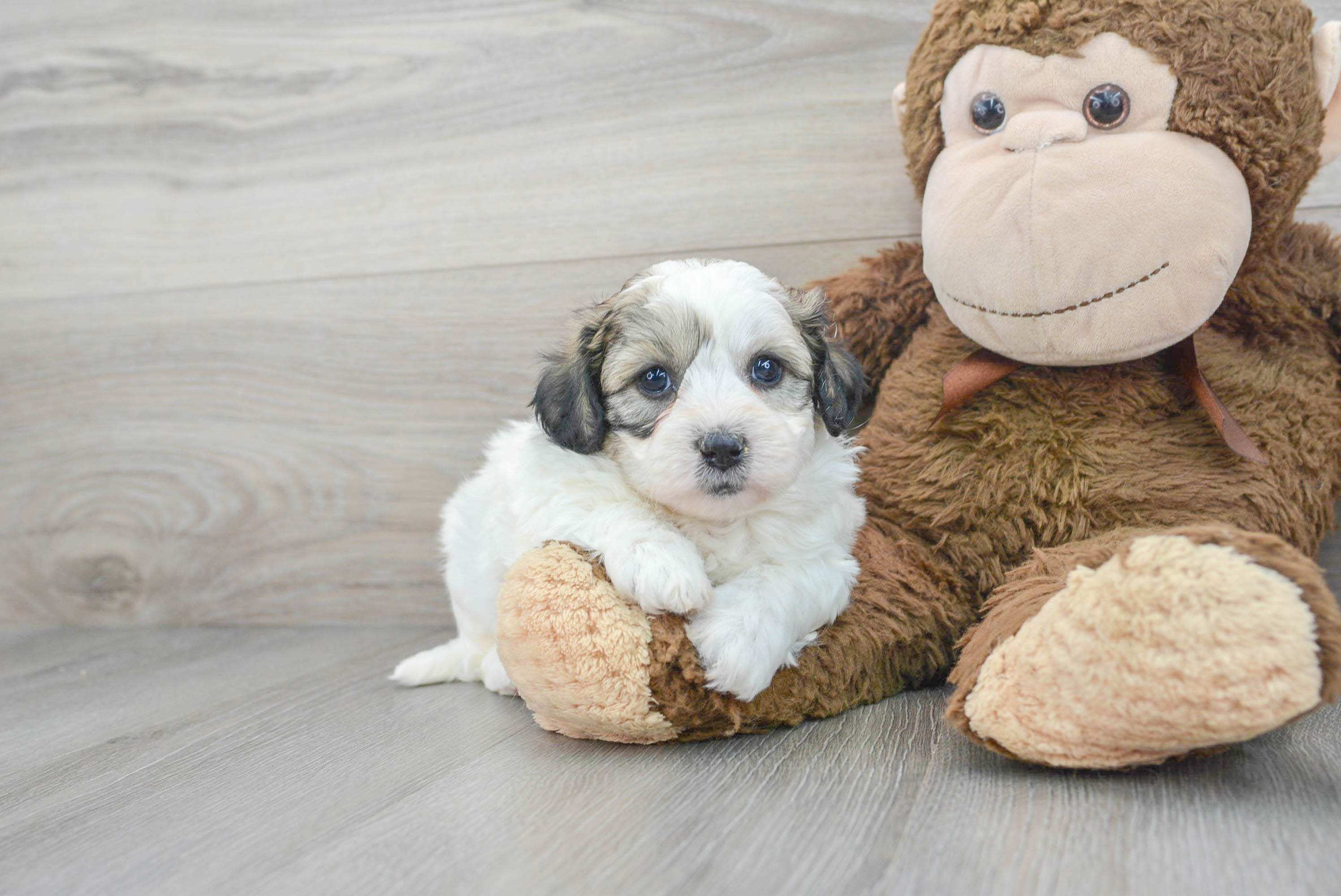 teddy bear dogs for sale