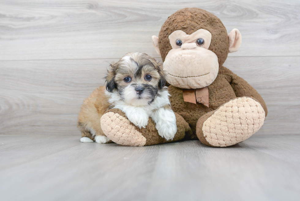 Meet Daisy “aka Omega”  - our Teddy Bear Puppy Photo 2/3 - Premier Pups