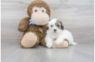 Meet Omega - our Teddy Bear Puppy Photo 2/3 - Premier Pups