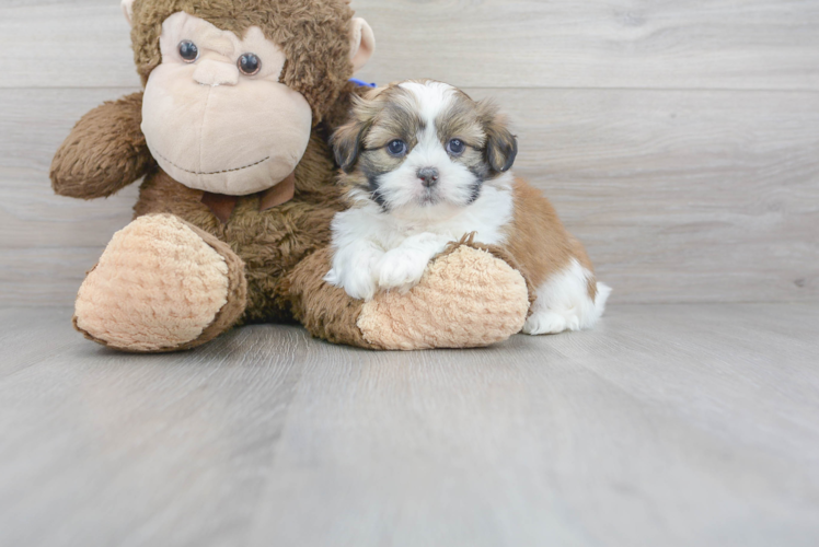 Meet Omega - our Teddy Bear Puppy Photo 1/3 - Premier Pups