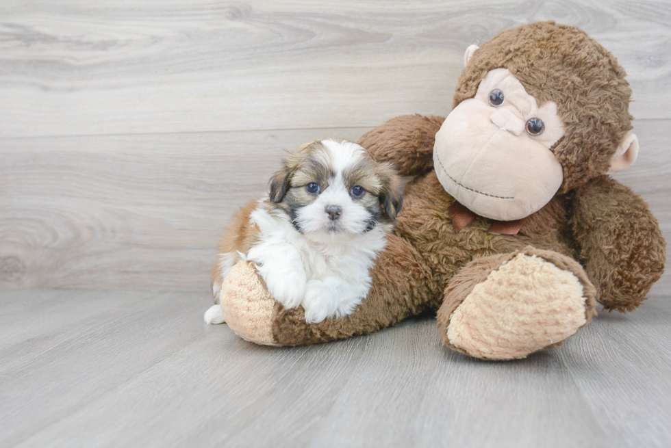 Meet Omega - our Teddy Bear Puppy Photo 2/3 - Premier Pups
