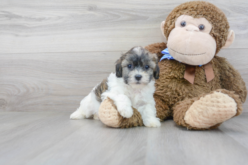 Meet Ophelia - our Teddy Bear Puppy Photo 1/3 - Premier Pups