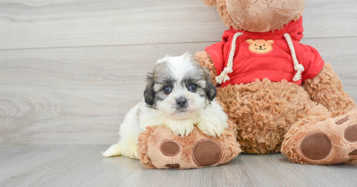 Fluffy Teddy Bear Oreo: 2lb 14oz Designer Puppy