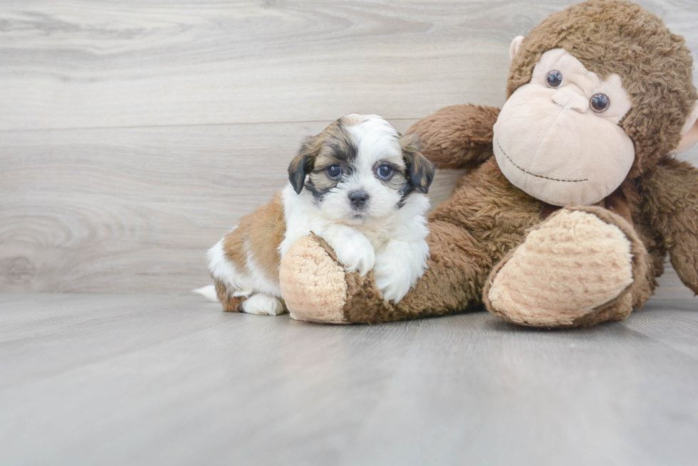 Meet Oreo - our Teddy Bear Puppy Photo 1/3 - Premier Pups
