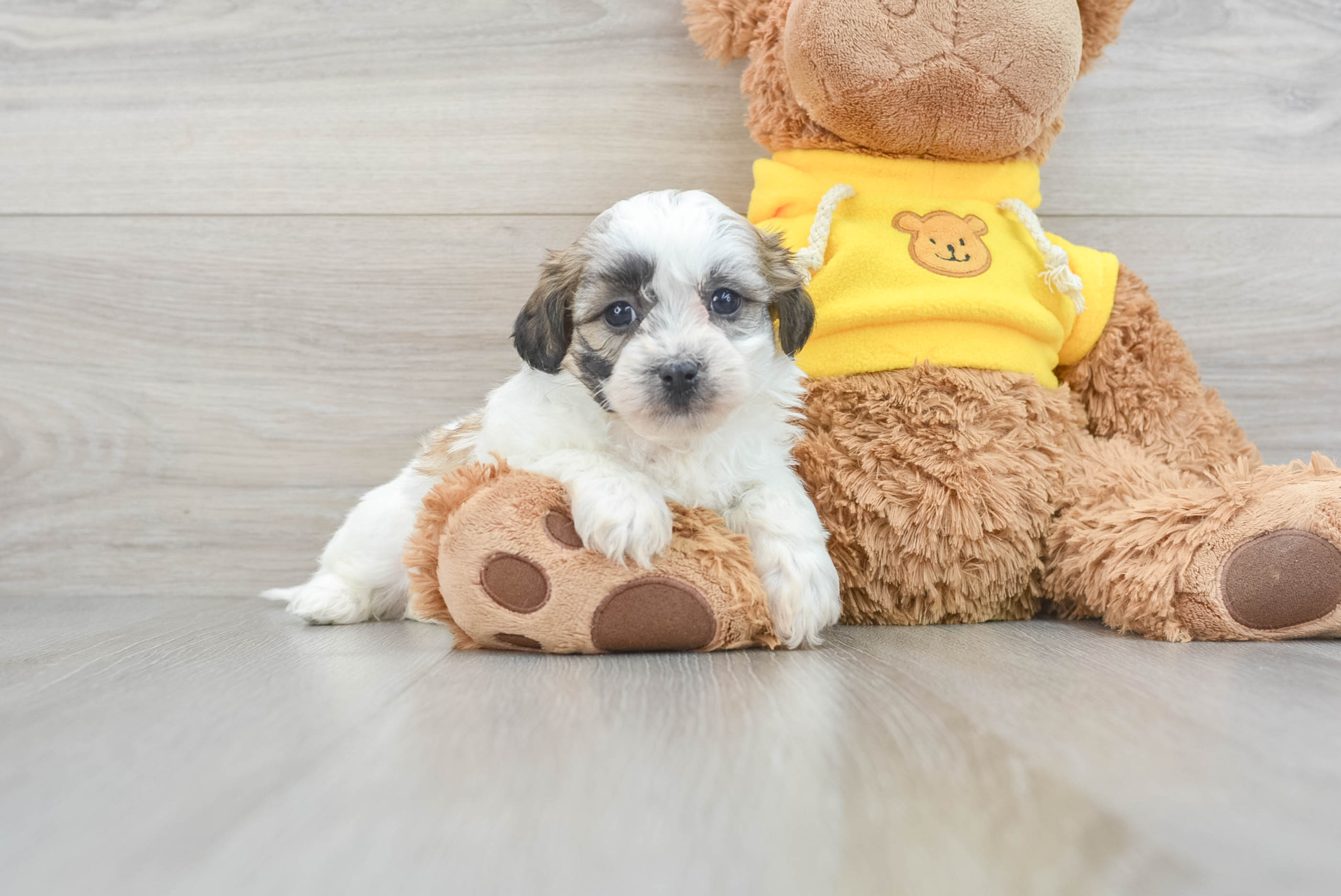 Fluffy Teddy Bear Owen 4lb 1oz Designer Puppy