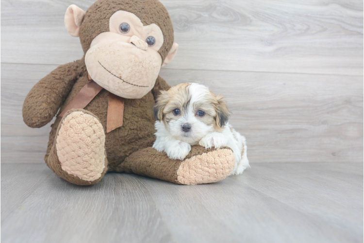 potty training a teddy bear puppy