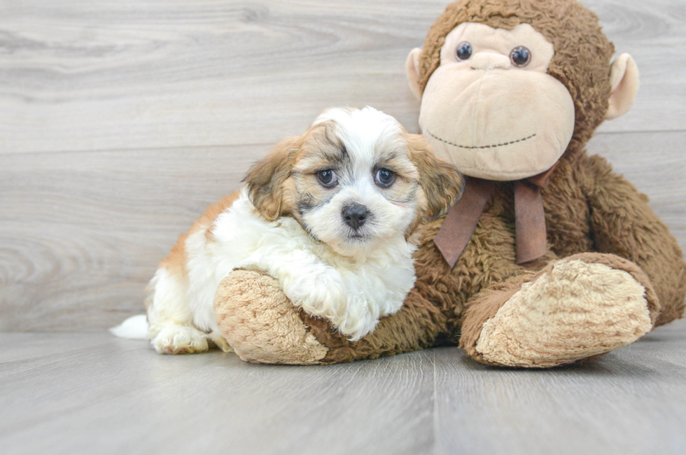 8 week old Teddy Bear Puppy For Sale - Premier Pups