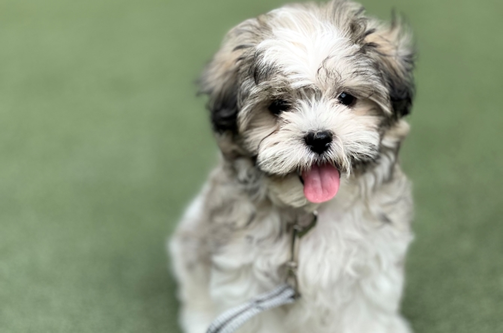 Breed Info: Teddy Bear Dogs and Puppies - PetHelpful