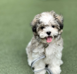 Teddy Bear Puppies For Sale - Premier Pups
