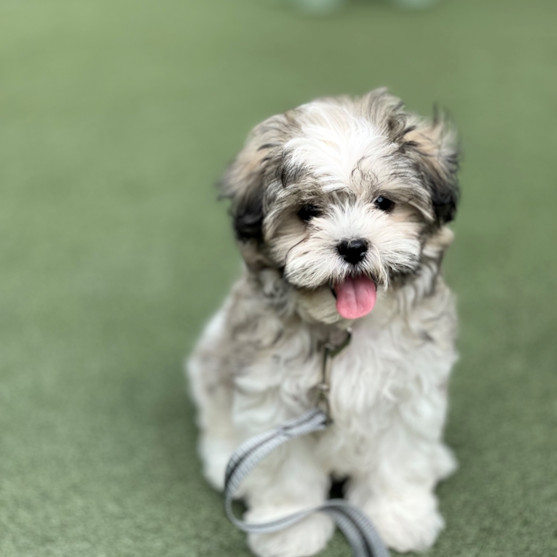Teddy Bear Puppy For Sale - Premier Pups