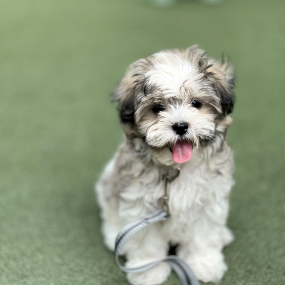 Teddy Bear Puppies For Sale - Premier Pups