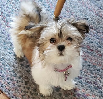 Tricolor Teddy Bear dog