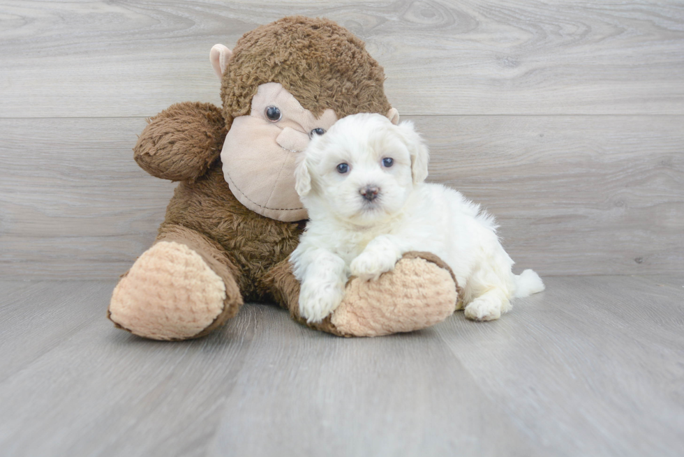 Meet Rose - our Teddy Bear Puppy Photo 1/3 - Premier Pups