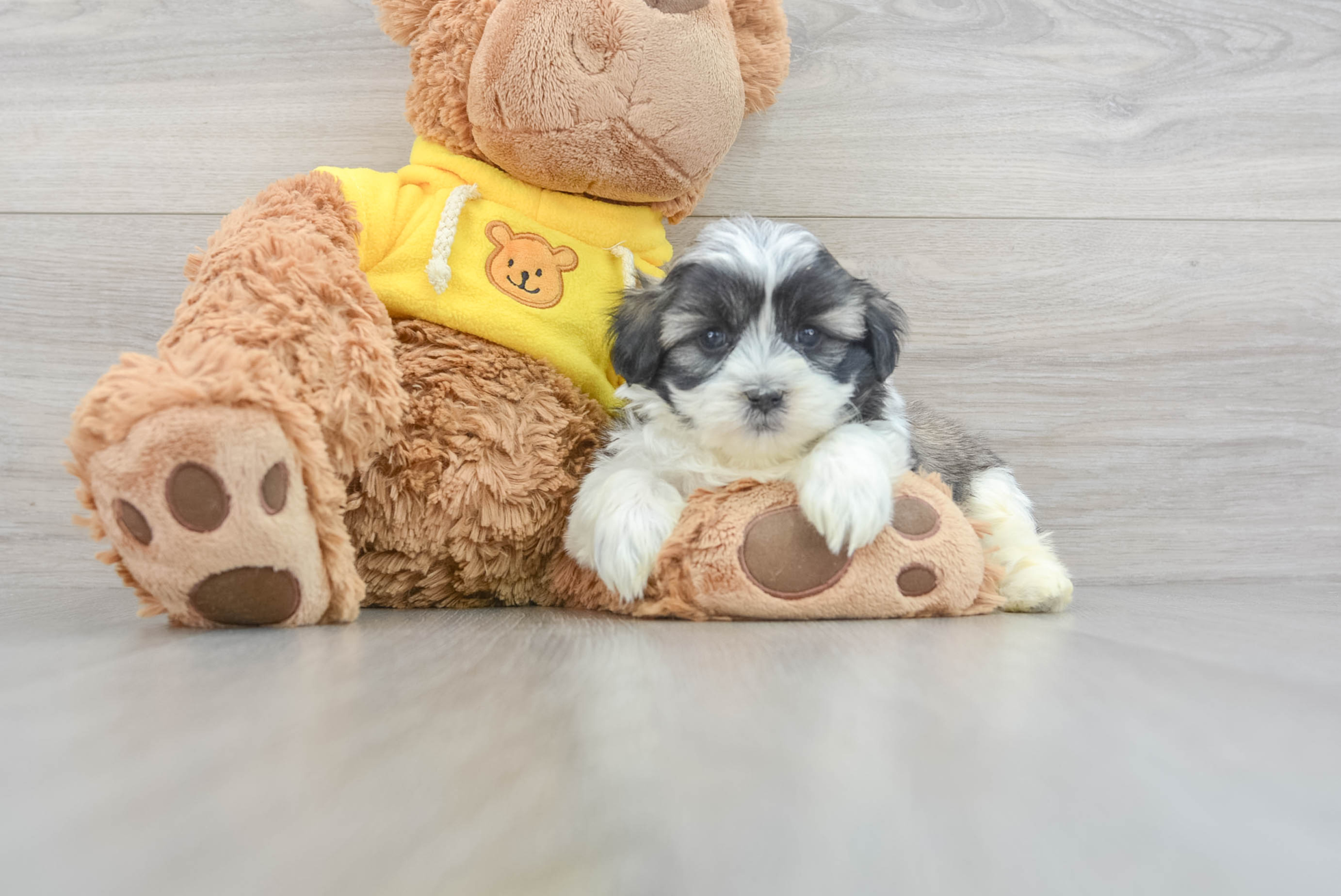 Fluffy Teddy Bear Rossi: 4lb 13oz Designer Puppy